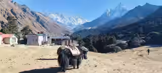 mount Lhotse ,everest and Yak (1).jpg mount Lhotse ,everest and Yak (1).jpg